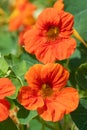 Nasturtium (tropaeolum) flowers Royalty Free Stock Photo