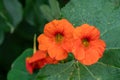 Nasturtium (tropaeolum) flowers Royalty Free Stock Photo