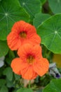 Nasturtium (tropaeolum) flowers Royalty Free Stock Photo