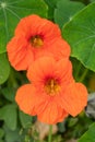 Nasturtium (tropaeolum) flowers Royalty Free Stock Photo