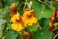 Nasturtium (tropaeolum) flowers Royalty Free Stock Photo