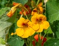 Nasturtium (tropaeolum) flowers Royalty Free Stock Photo