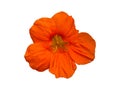 Nasturtium Tropaeolum Garden Flower Isolated Royalty Free Stock Photo