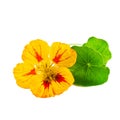 Nasturtium or Tropaeolum isolated on white Royalty Free Stock Photo