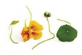 Nasturtium (Tropaeolum majus), close-up