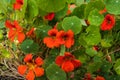 Nasturtium Tropaeolum majus flower blooming in the garden. Selective focus Royalty Free Stock Photo