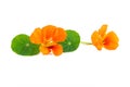 Nasturtium or Tropaeolum majus flowers with green leaves isolated on white Royalty Free Stock Photo