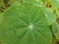 Nasturtium Tropaeolum majus Green leaves leaf and Yellow flower Royalty Free Stock Photo