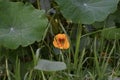 Nasturtium Tropaeolum majus 2