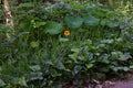 Nasturtium Tropaeolum majus 4