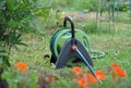 nasturtium, watering can, hose on the lawn in the garden