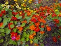 Nasturtiums.