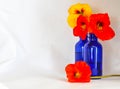 Nasturtiums in a blue bottle against a white backdrop Royalty Free Stock Photo