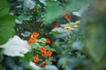 Nasturtiums companion plants growing as trap crops Royalty Free Stock Photo