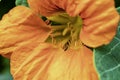 Nasturtiums Flower a plant genus in the family Brassicaceae