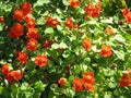 Nasturtiums Royalty Free Stock Photo