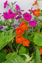 nasturtiums and petunias