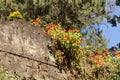 Nasturtiums