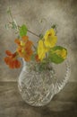 Nasturtiums in a Vase Royalty Free Stock Photo