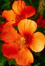 Nasturtiums versatile summer-flowering plants