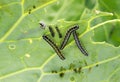 nasty black caterpillars crawl on green cabbage leaves and eat them in the garden on the farm in summer Royalty Free Stock Photo