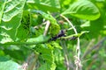 Nasty bugs on the leaves