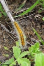 Nasty bugs on the leaves