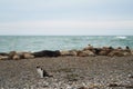 nasty cat sitting in front of a group of seals resting on a rocky beach