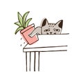 Nasty cat throwing potted plant off table. Amusing naughty kitty dropping houseplant isolated on white background