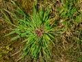 Crabgrass weed Royalty Free Stock Photo