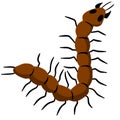 Nasty insect. Centipede and millipede. Flat cartoon isolated on white. Long worm with spikes. Brown Earwig