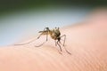 Nasty insect mosquito sitting on her hand and drinks the blood o Royalty Free Stock Photo