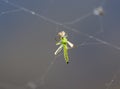 Nasty little green mosquito was caught in the web