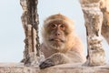 Nasty macaque showing teeth