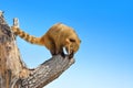 Nasua is climbing a tree against a blue sky Royalty Free Stock Photo