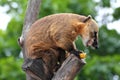 Nasua coati eating banana Royalty Free Stock Photo