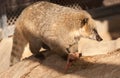 Nasua or Coati at zoo