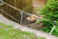 Nasua coati in the Zoo