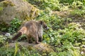 Nasua raccoon coati. Brown-nosed Coati in Prague.