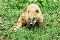 Nasua - Ring-tailed coati - in the green vegetation