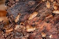 Nasute Termite Royalty Free Stock Photo