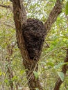 Nasute Termites Nest Royalty Free Stock Photo
