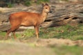 Natal duiker Royalty Free Stock Photo