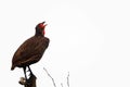 Red-necked francolin (Pternistis afer) Royalty Free Stock Photo