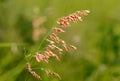 Natal Grass flower (Melinis repens) Royalty Free Stock Photo