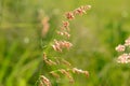 Natal Grass flower (Melinis repens) Royalty Free Stock Photo