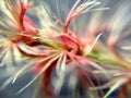 Natal grass macroscopic close up