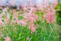 Natal grass, natal redtop, ruby grass (Melinis repens) flowers blooming in urban park.