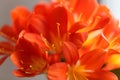 Natal lily flower Clivia miniata Royalty Free Stock Photo