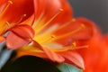 Natal lily flower Clivia miniata Royalty Free Stock Photo